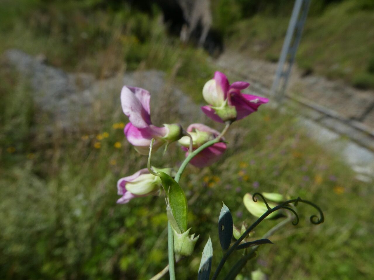 Lathyrus cirrhosus flower