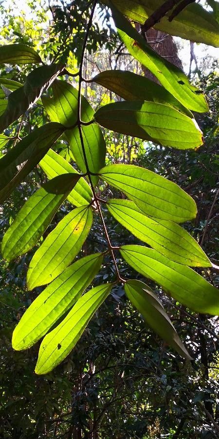 Cinnamomum bejolghota — related species from the same genus
