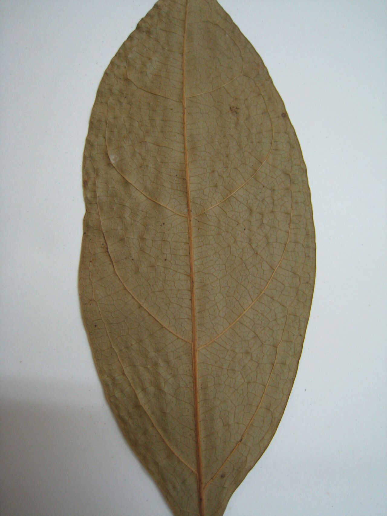 Matayba inelegans other