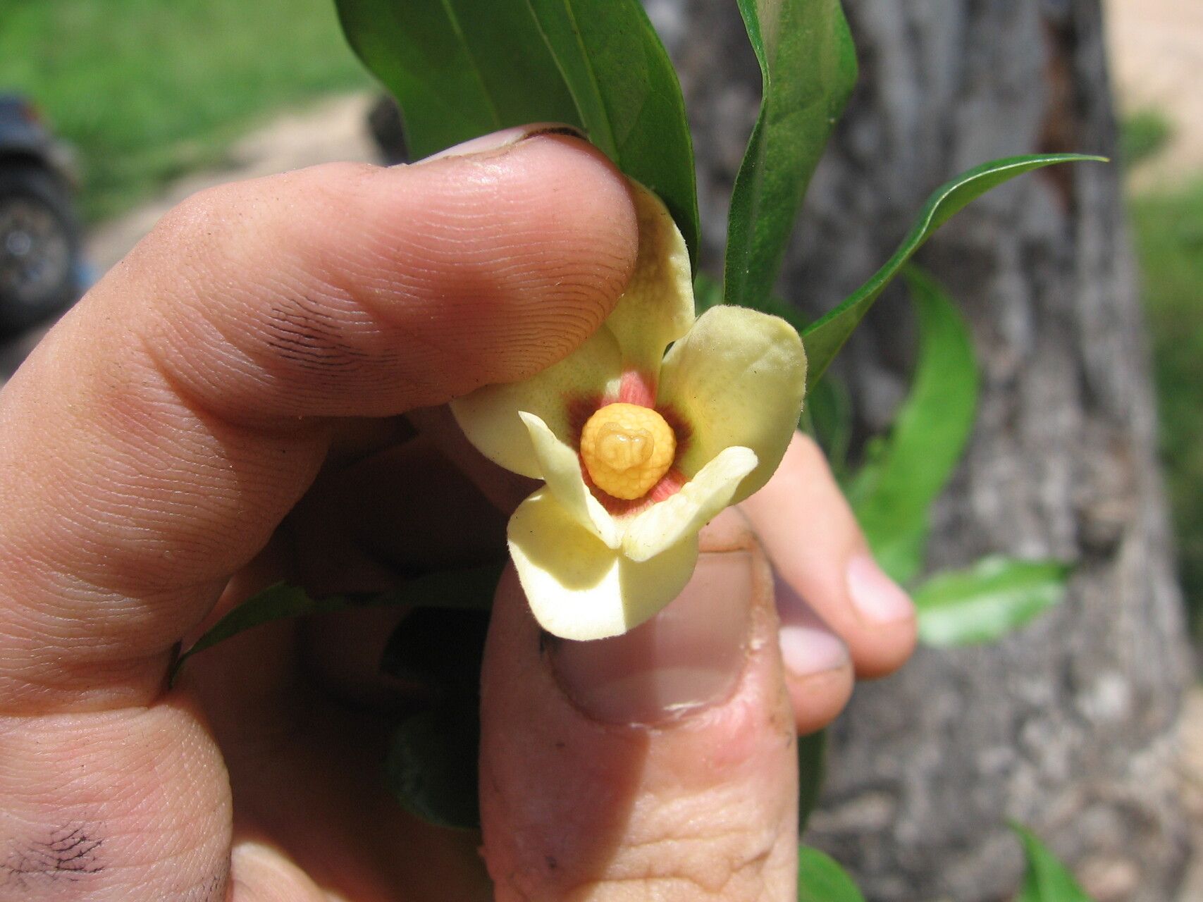 Uvaria pandensis flower