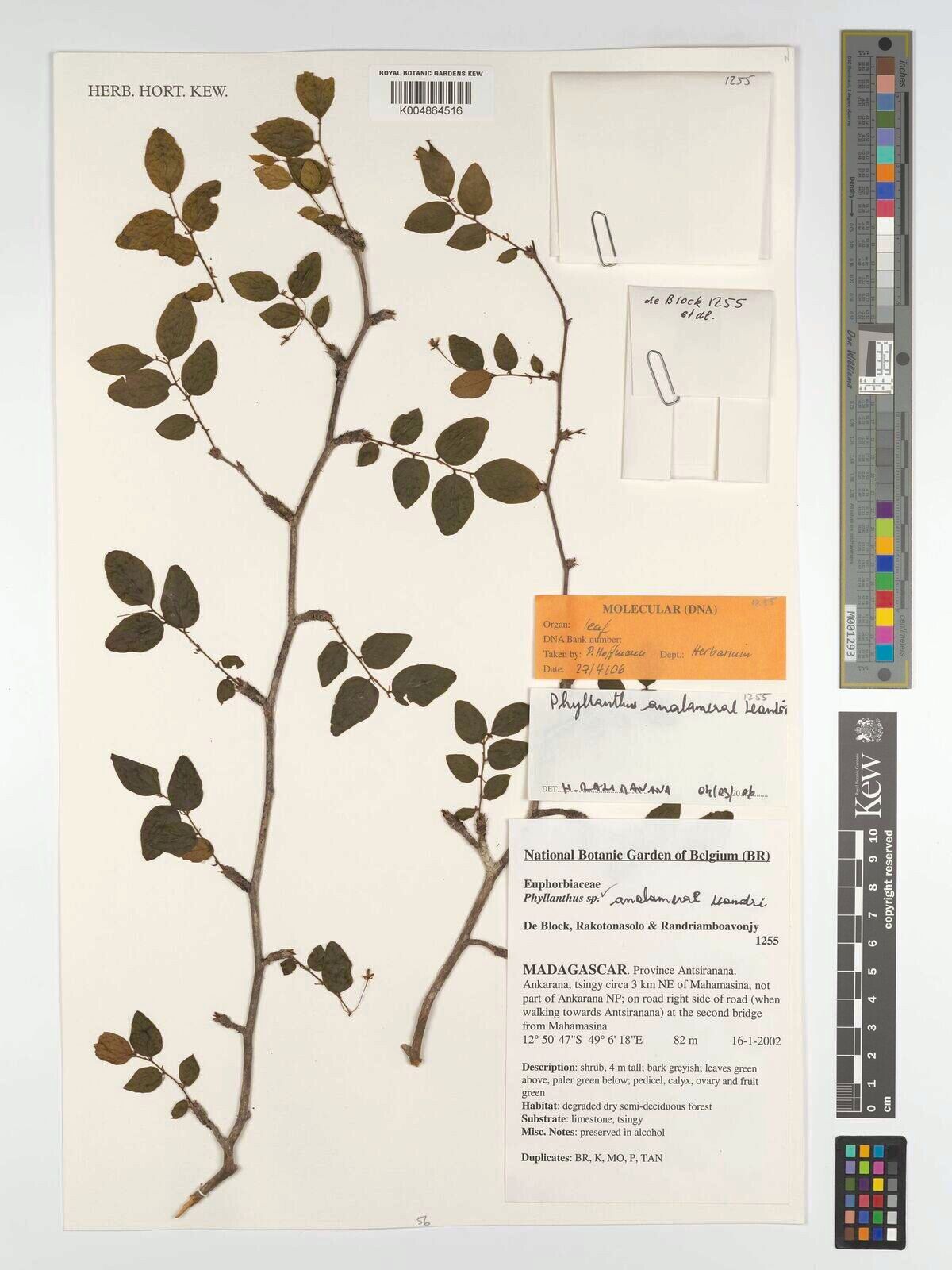 Phyllanthus analamerae — houseplant care guide