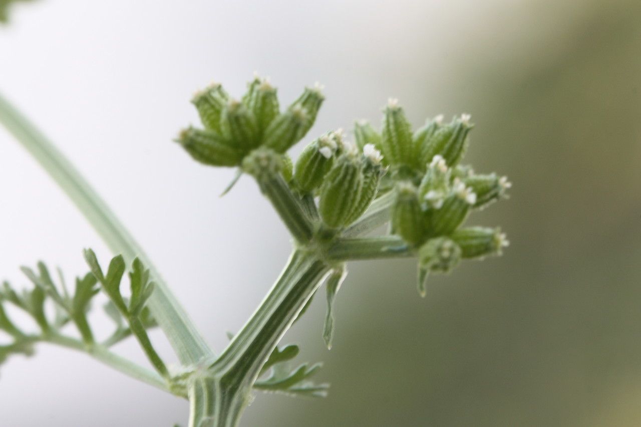 Krubera peregrina flower