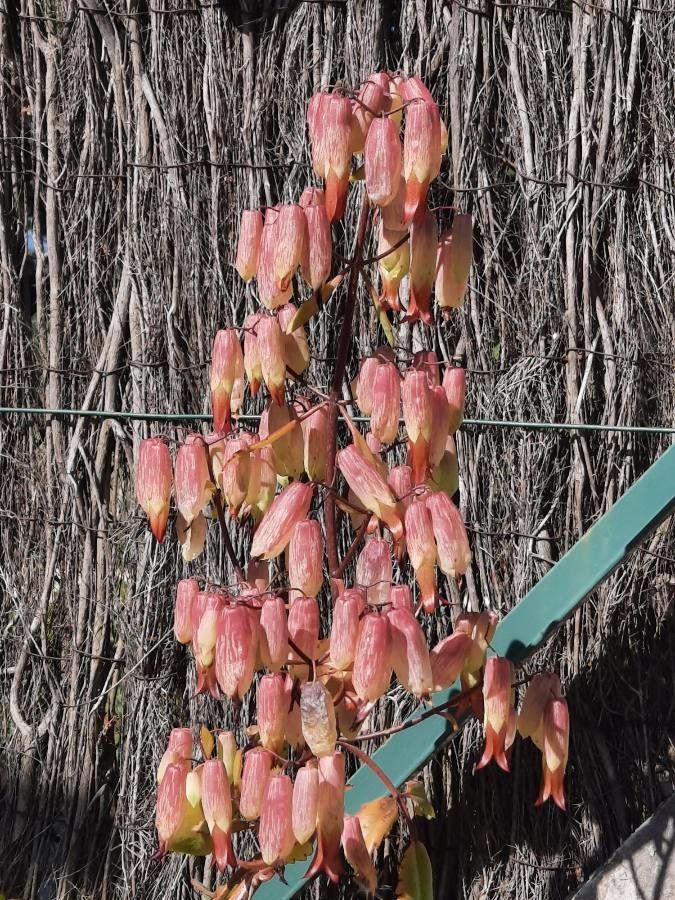 Kalanchoe pinnata flower
