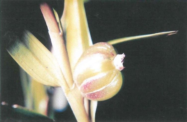 Dendrobium unicarinatum — houseplant care guide