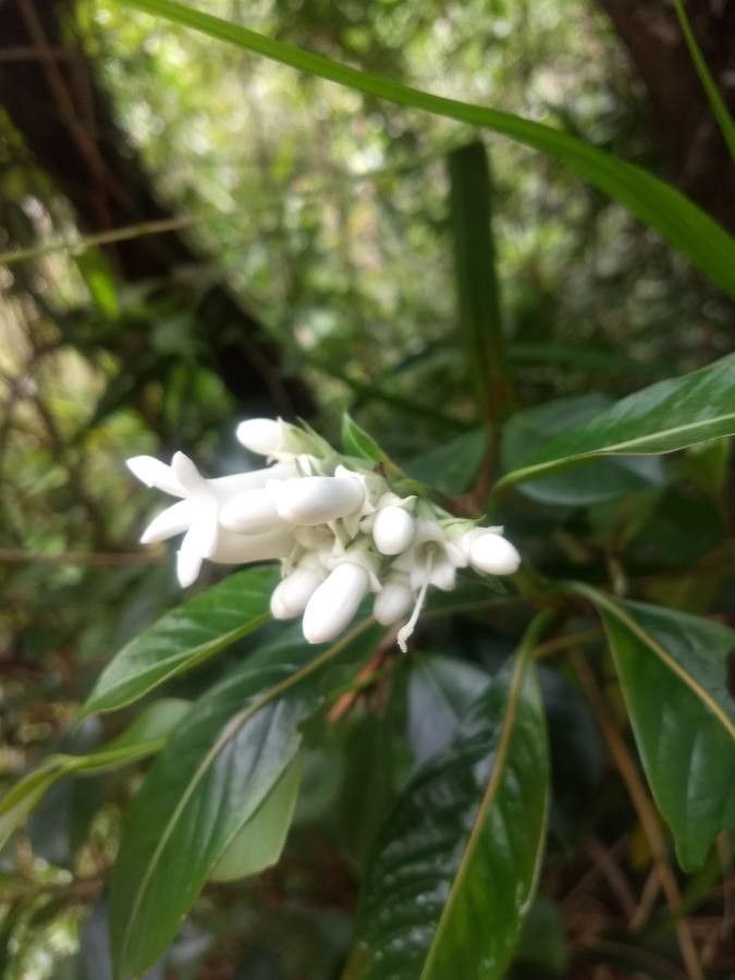 Gaertnera vaginata flower