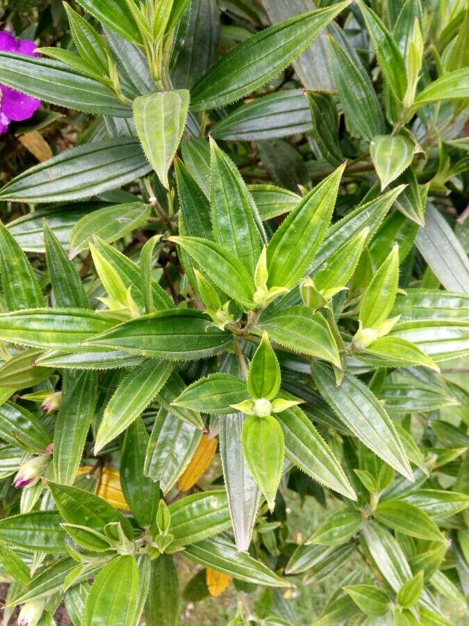 Meriania speciosa — houseplant care guide