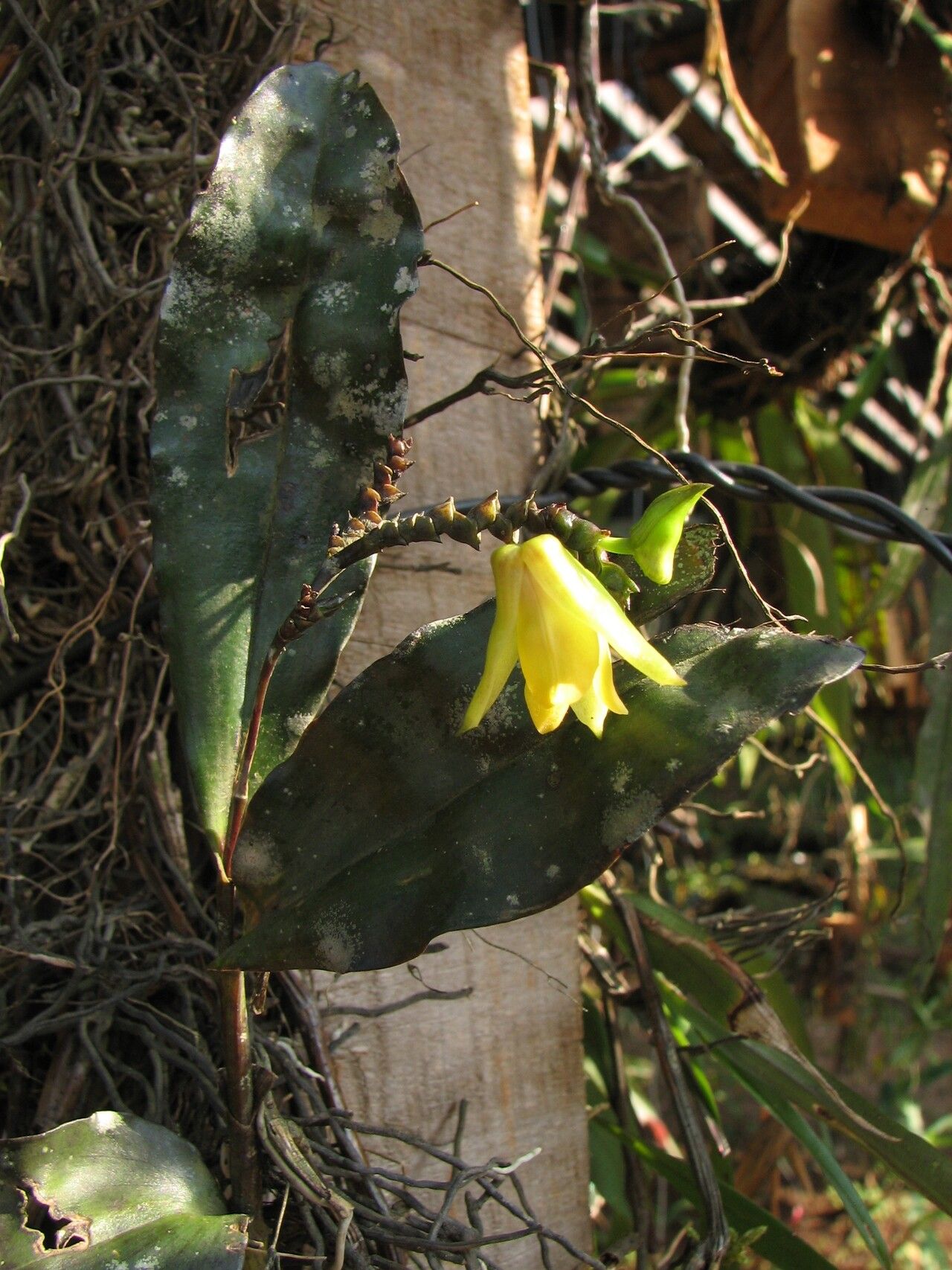 Polystachya caloglossa habit