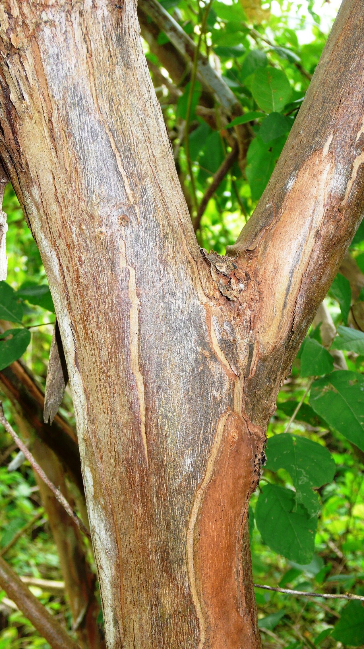 Combretum glaucocarpum bark