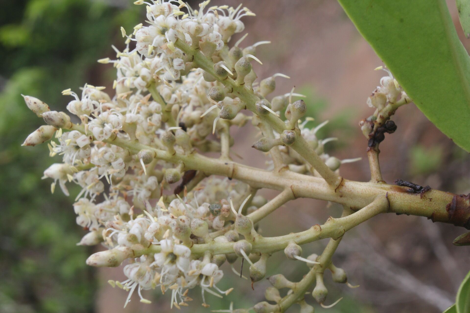 Ardisia densiflora flower