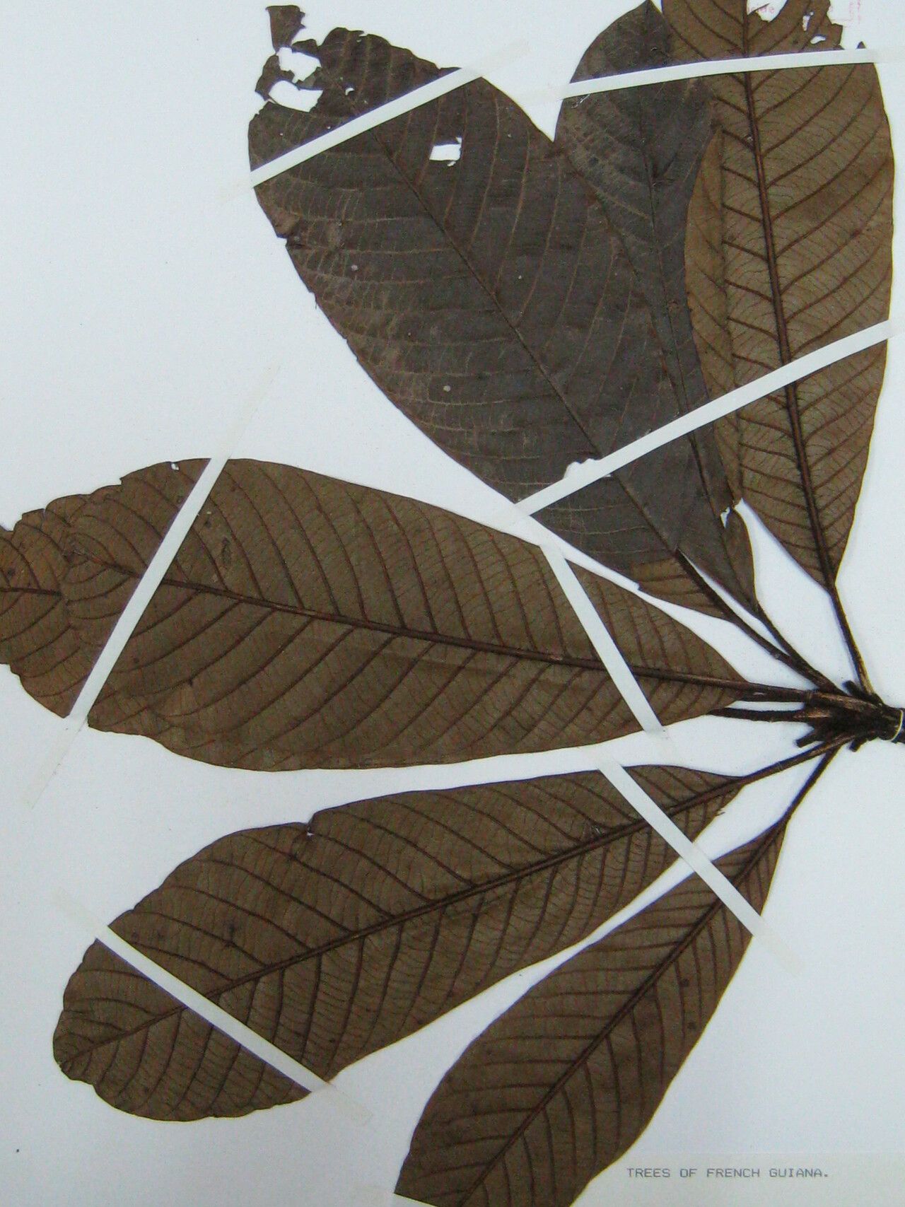 Pradosia verticillata — houseplant care guide