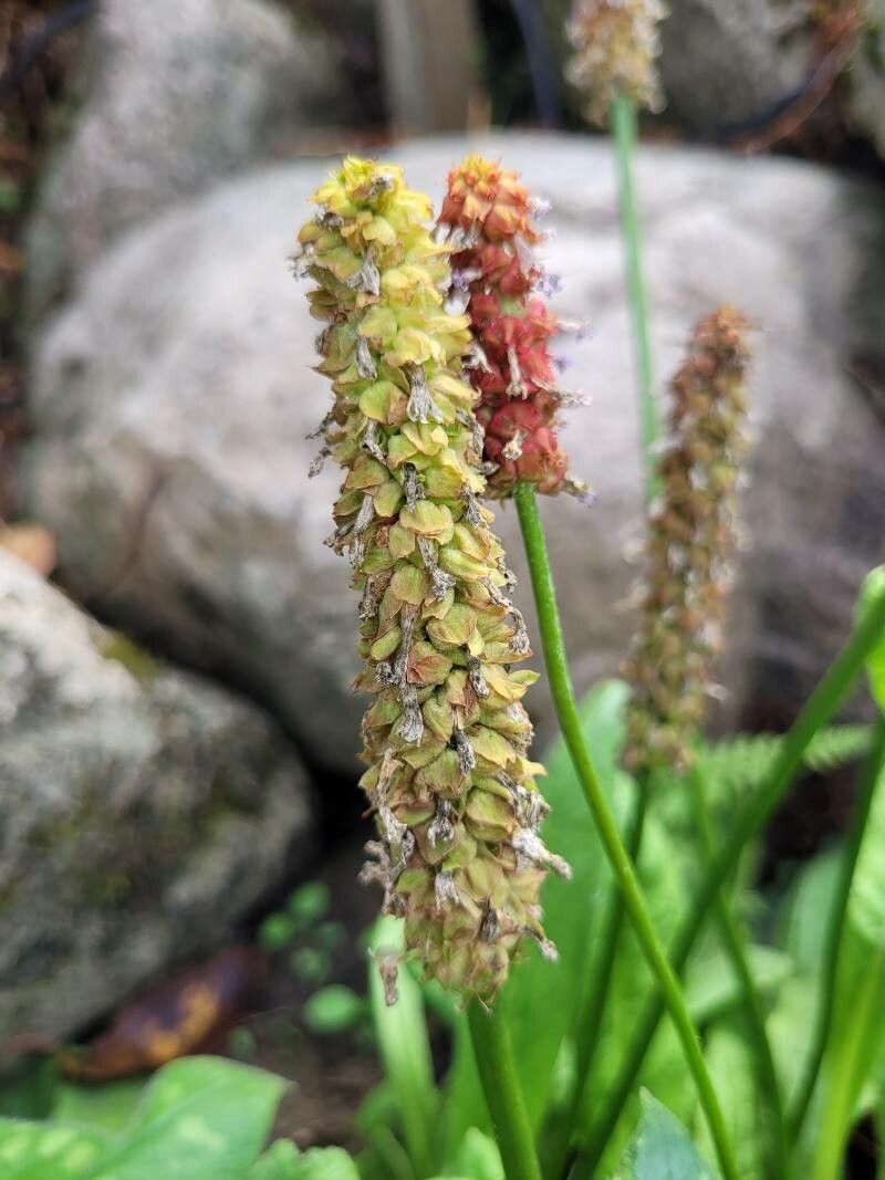 Primula vialii fruit