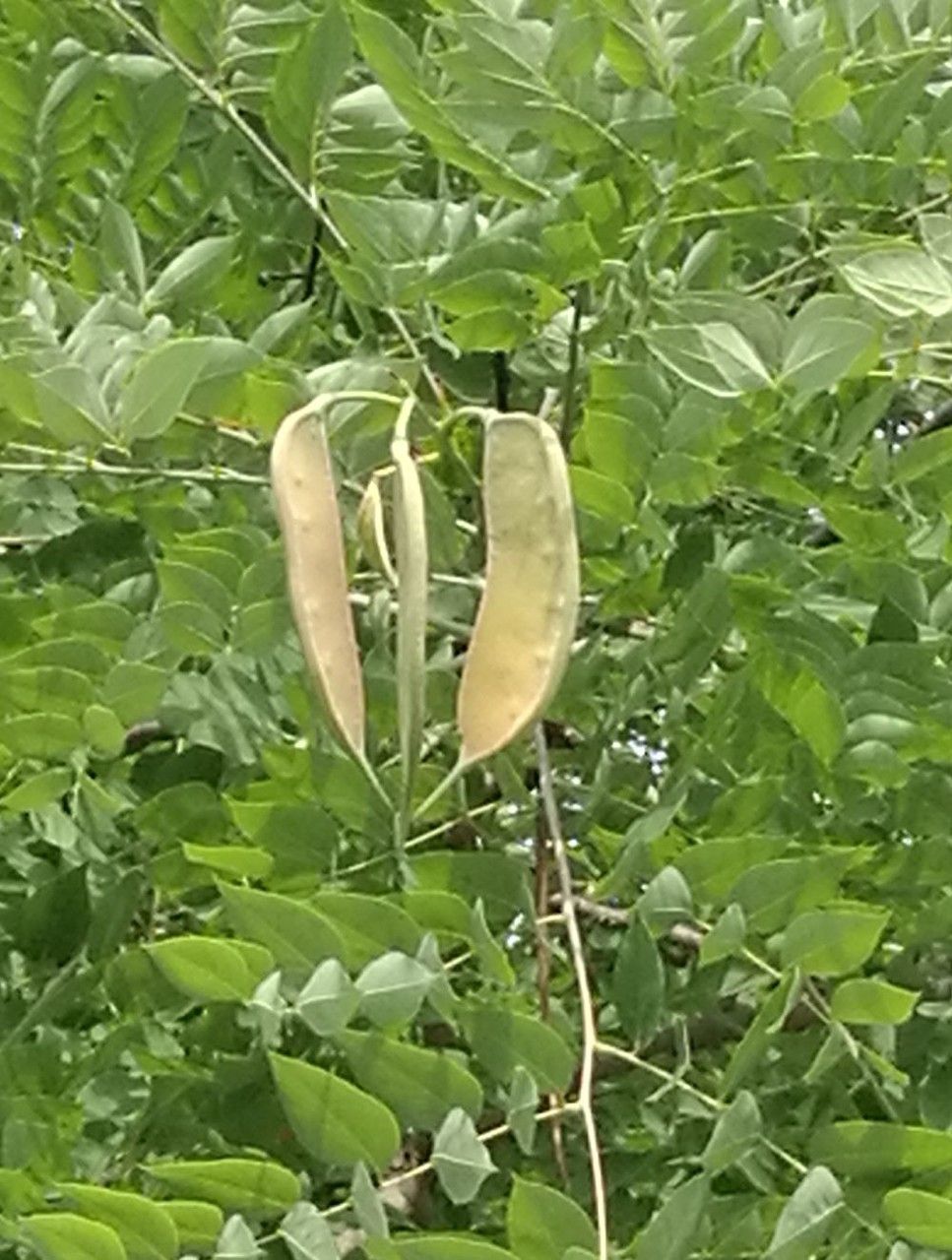 Gymnocladus dioicus fruit