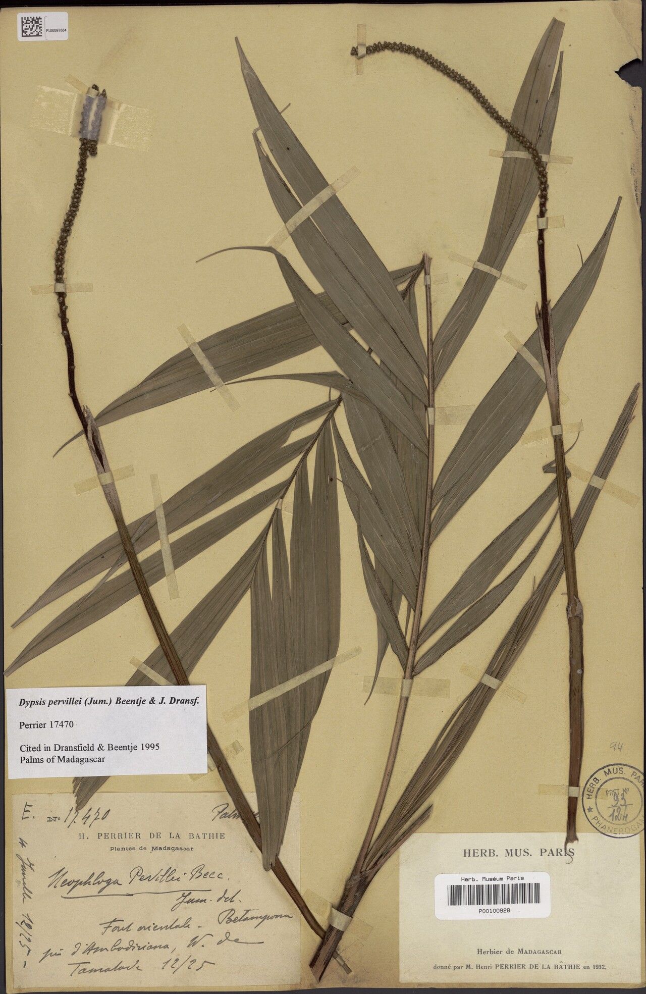 Dypsis pervillei — houseplant care guide