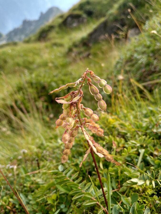 Hedysarum hedysaroides fruit