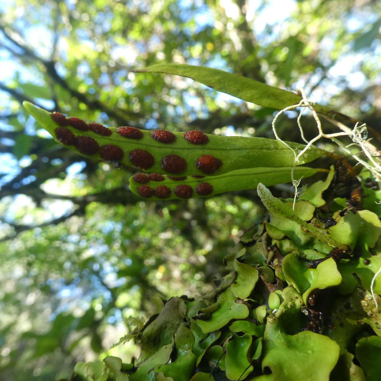 Lepisorus excavatus fruit