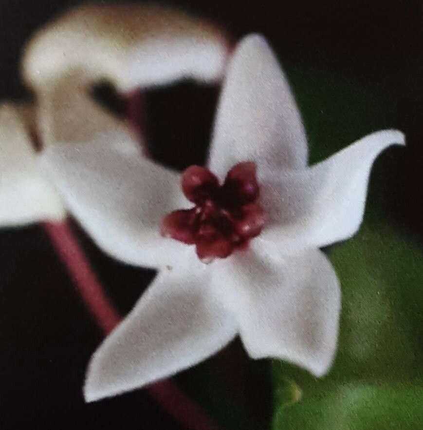Hoya paziae flower