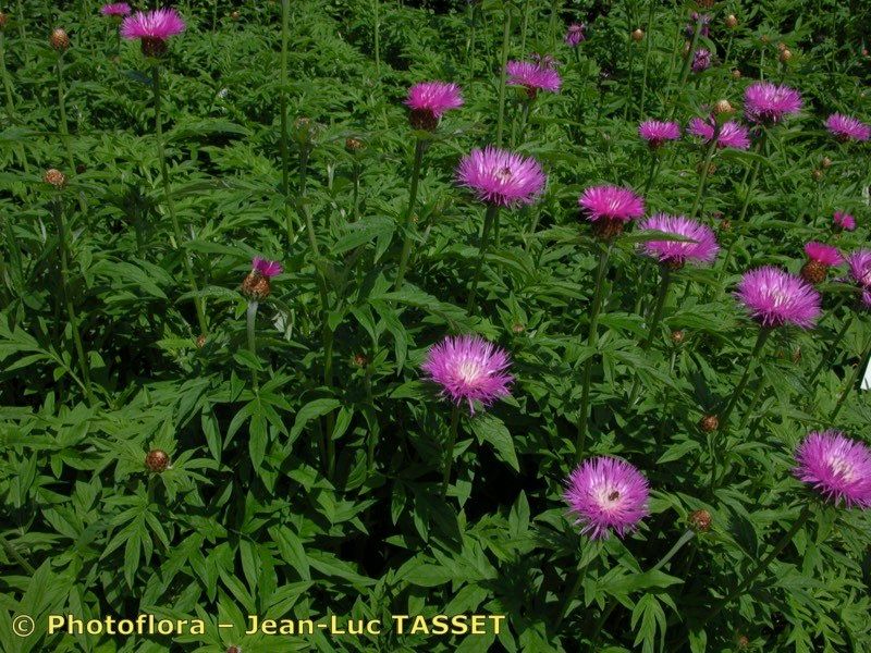 Psephellus hypoleucus habit