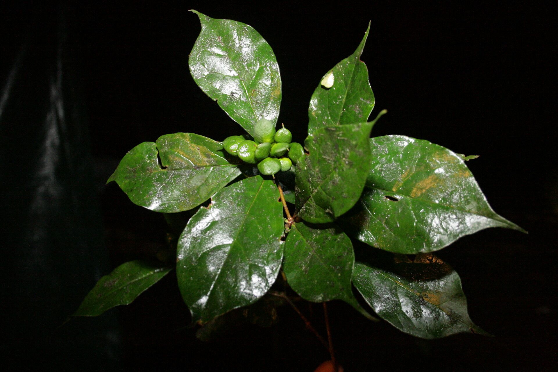 Pittosporum sinuatum — search result for 'Pittosporum'