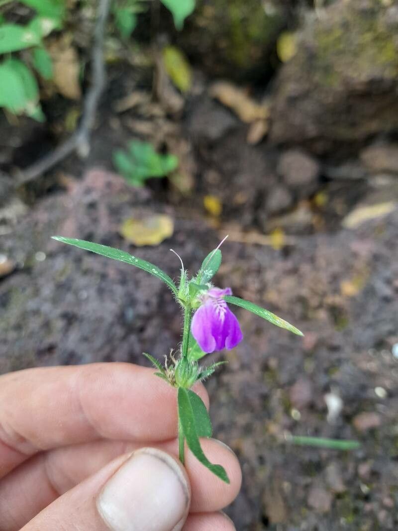 Justicia ladanoides flower
