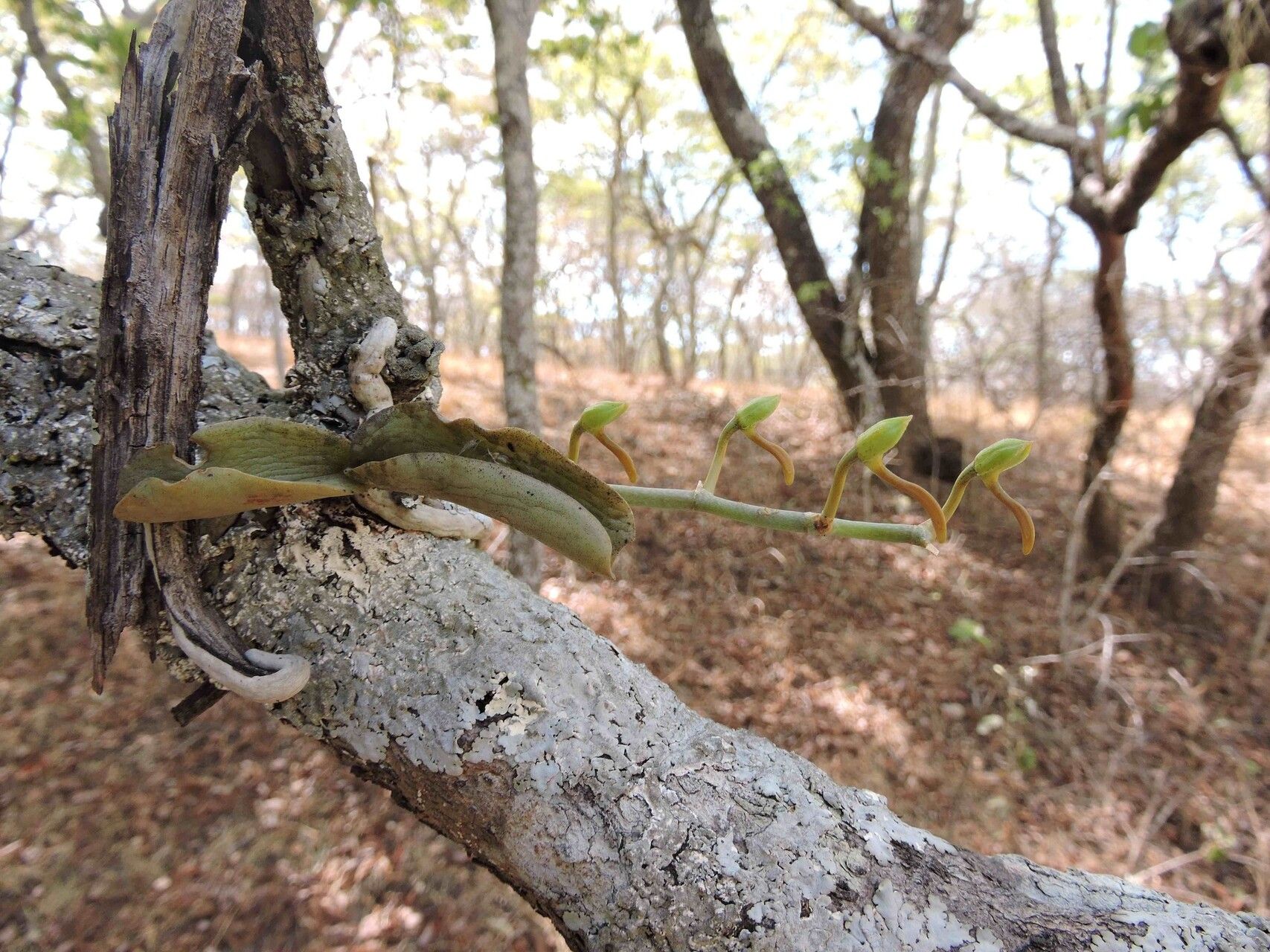 Aerangis verdickii habit