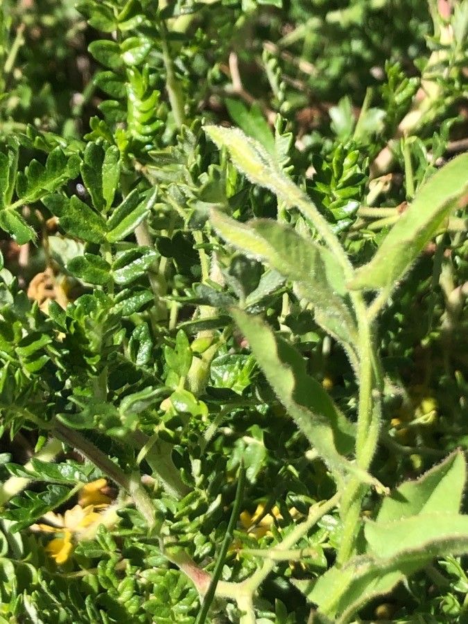 Sarcopoterium spinosum