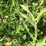 Sarcopoterium spinosum