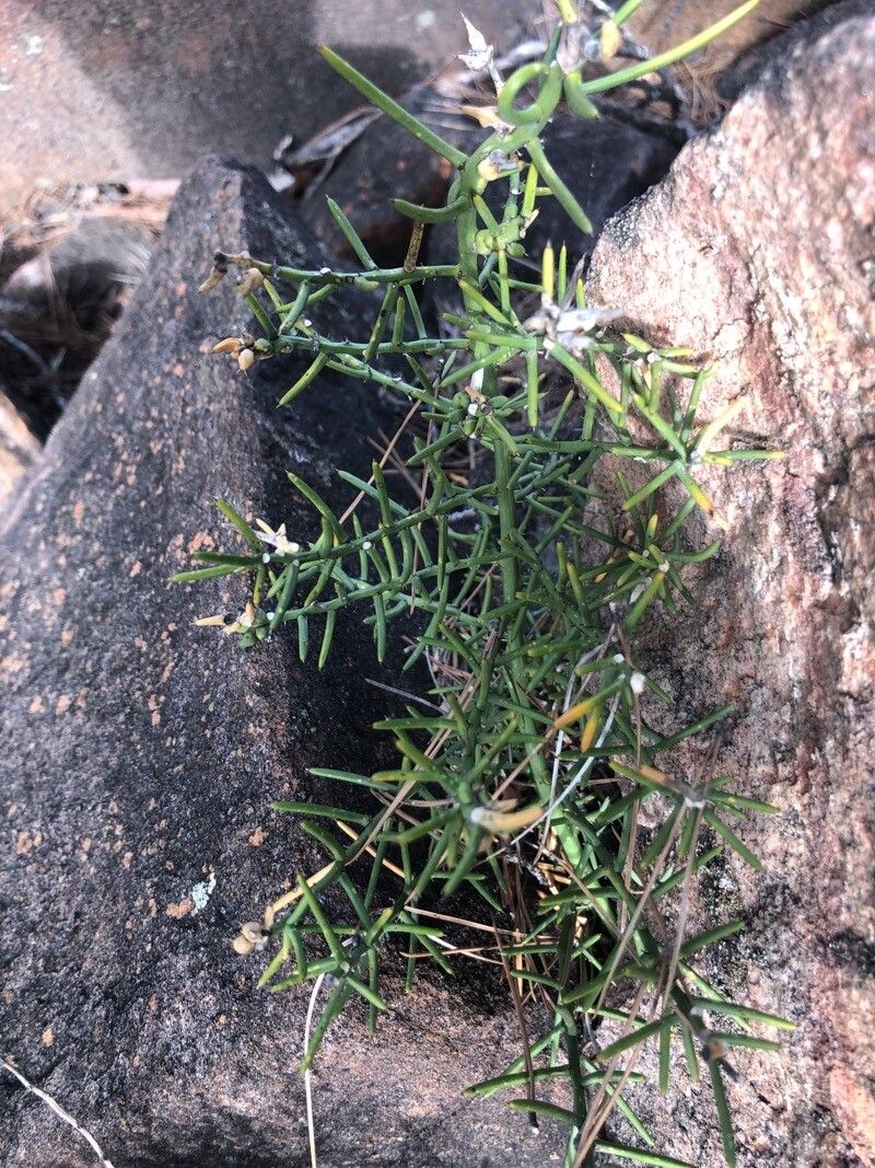 Asparagus stipularis leaf