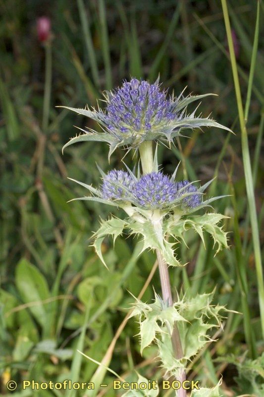 Eryngium aquifolium other