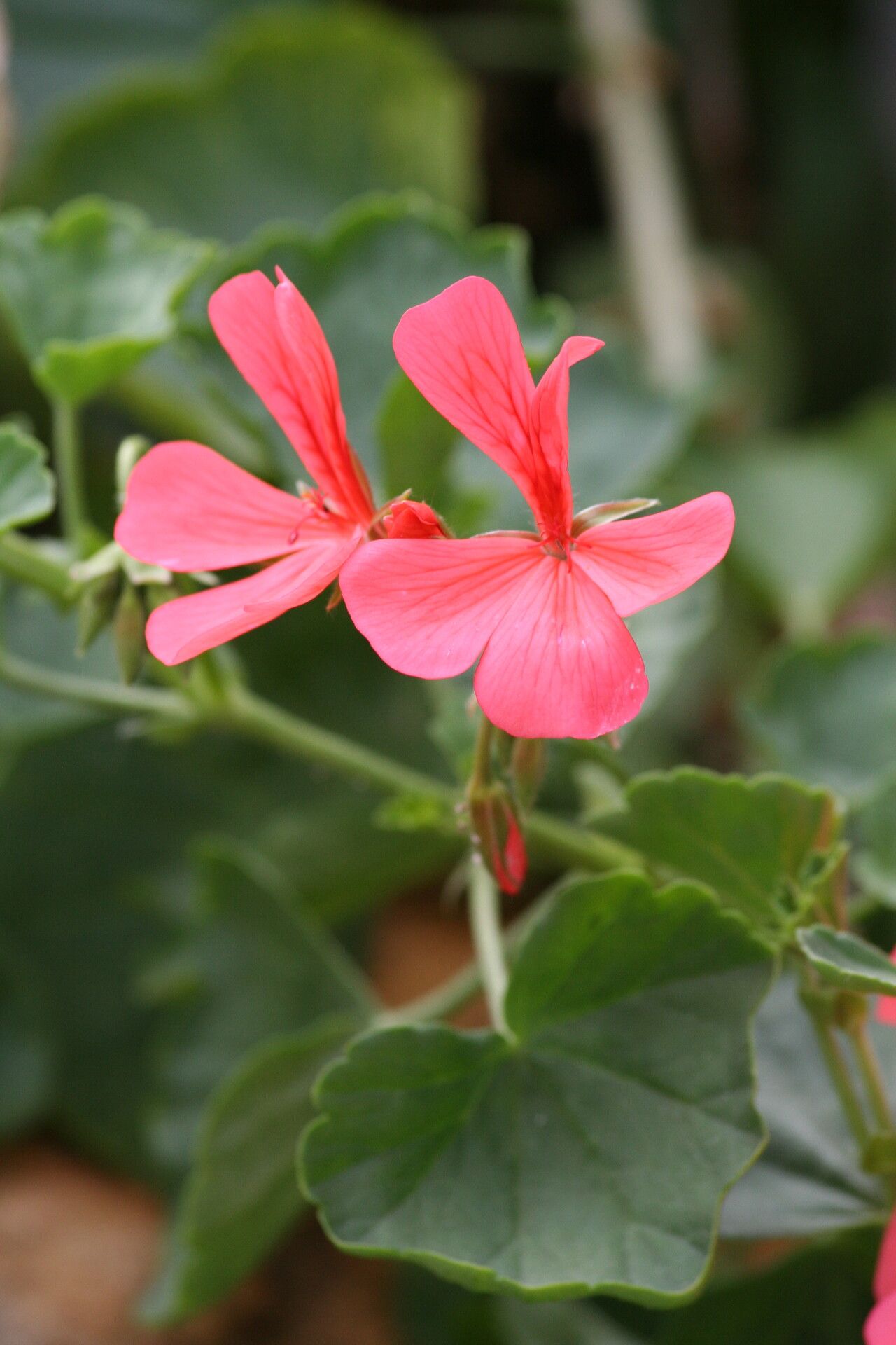 Pelargonium salmoneum — pet friendly houseplant