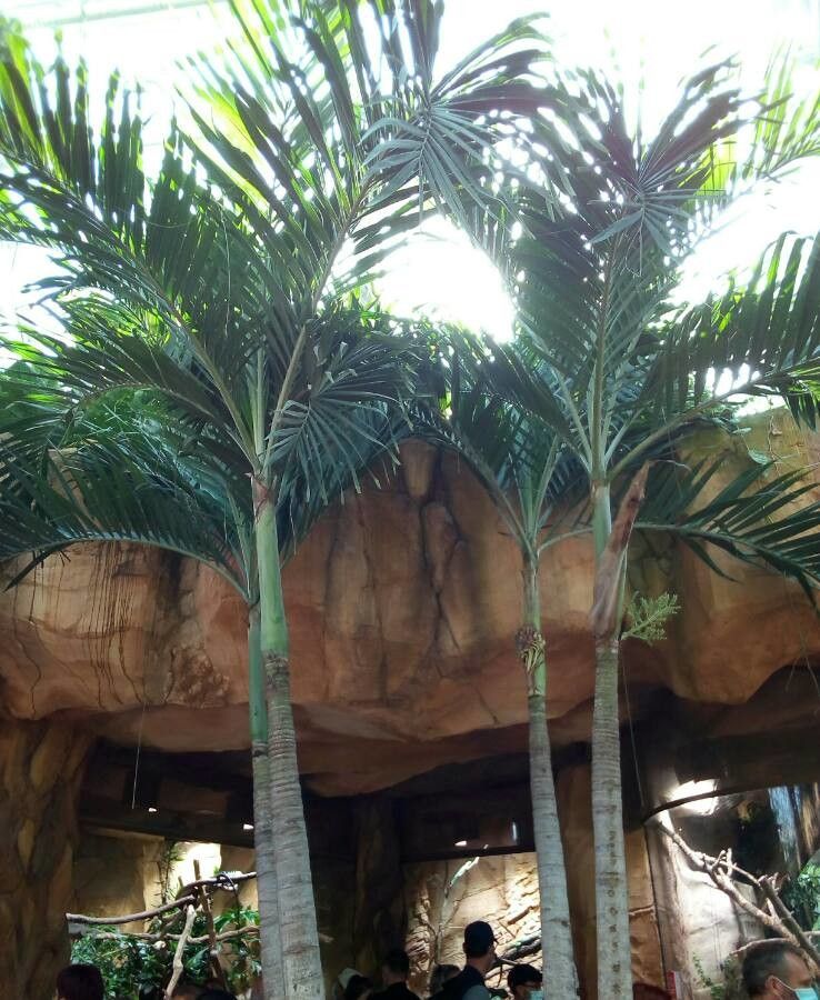 Veitchia arecina — search result for 'Vanuatu'