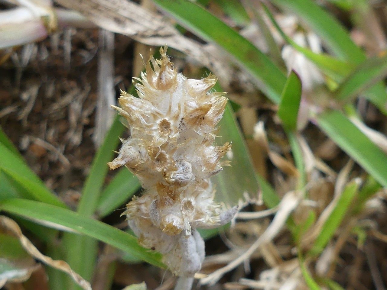 Gamochaeta purpurea fruit