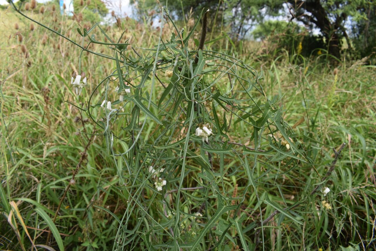Araujia angustifolia habit