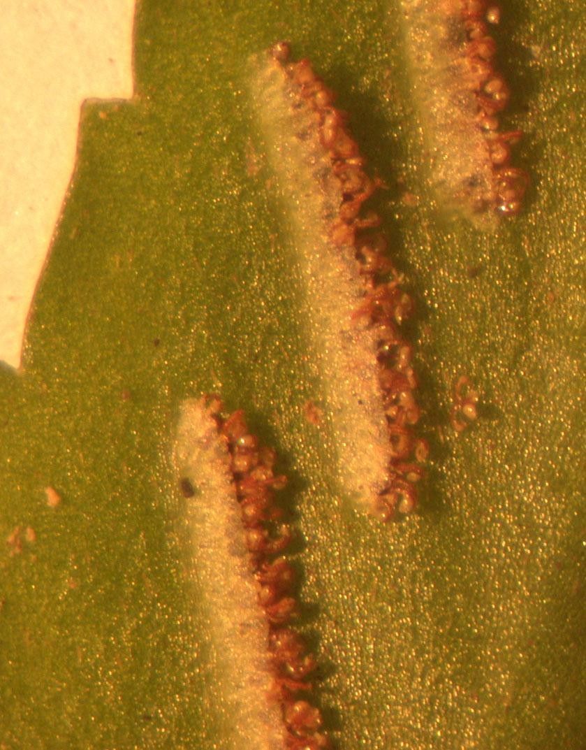 Asplenium cirrhatum other