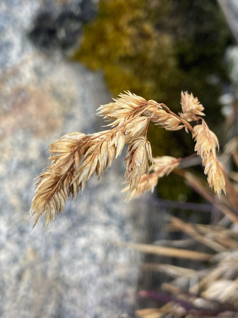 Poa cucullata fruit