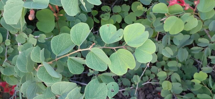 Bauhinia galpinii leaf