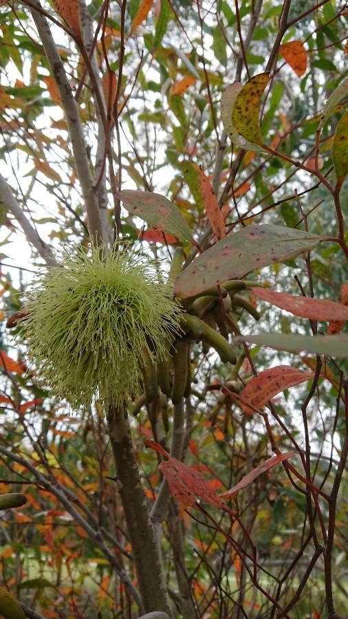 Eucalyptus lehmannii flower