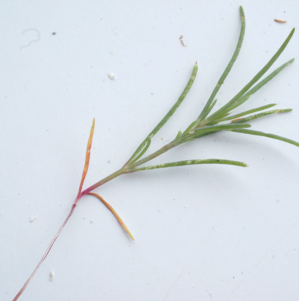 Suaeda splendens habit