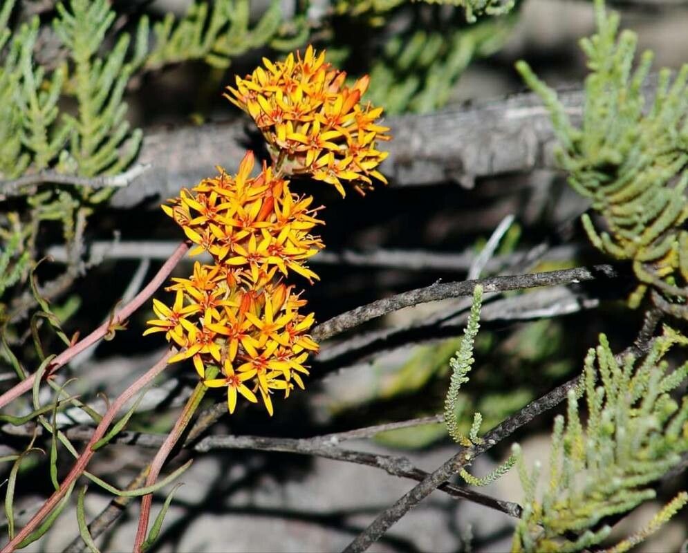 Quinchamalium chilense flower