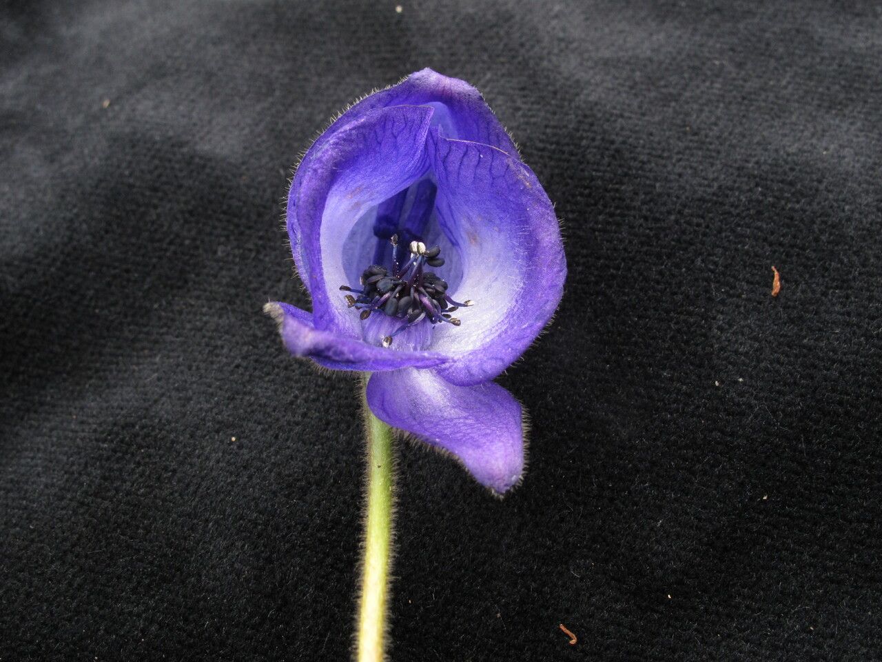 Aconitum hookeri — search result for 'Aconitum'