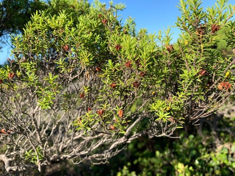 Erica comorensis fruit