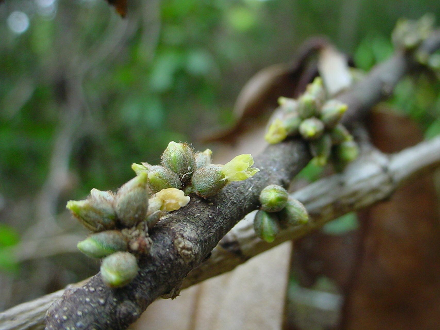 Planchonella luteocostata flower