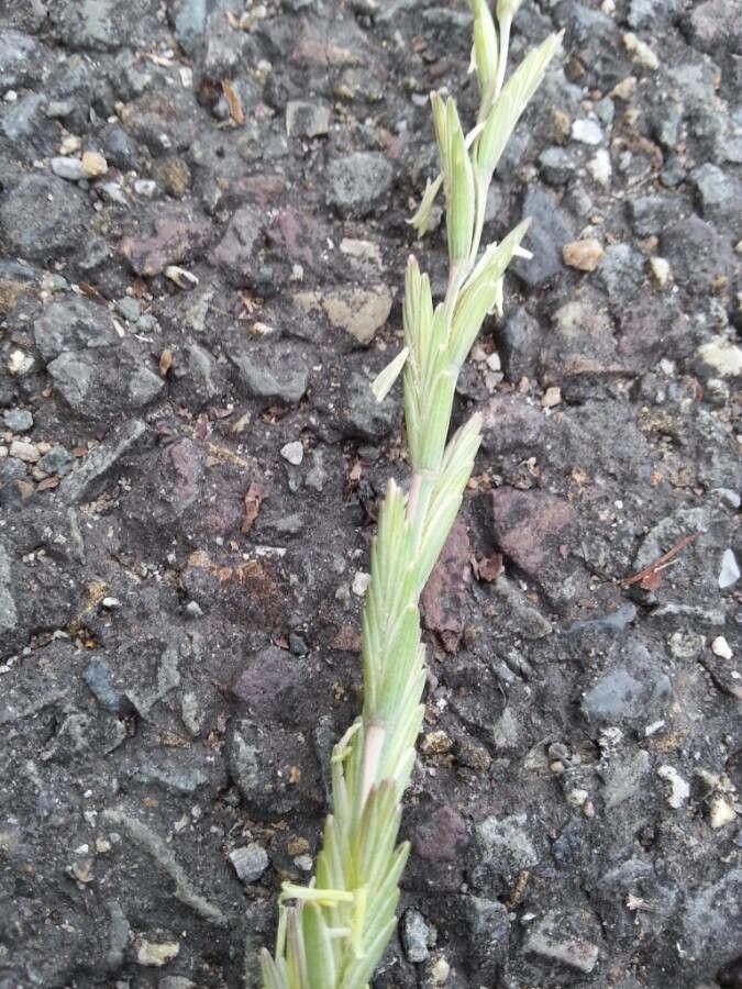 Thinopyrum obtusiflorum flower