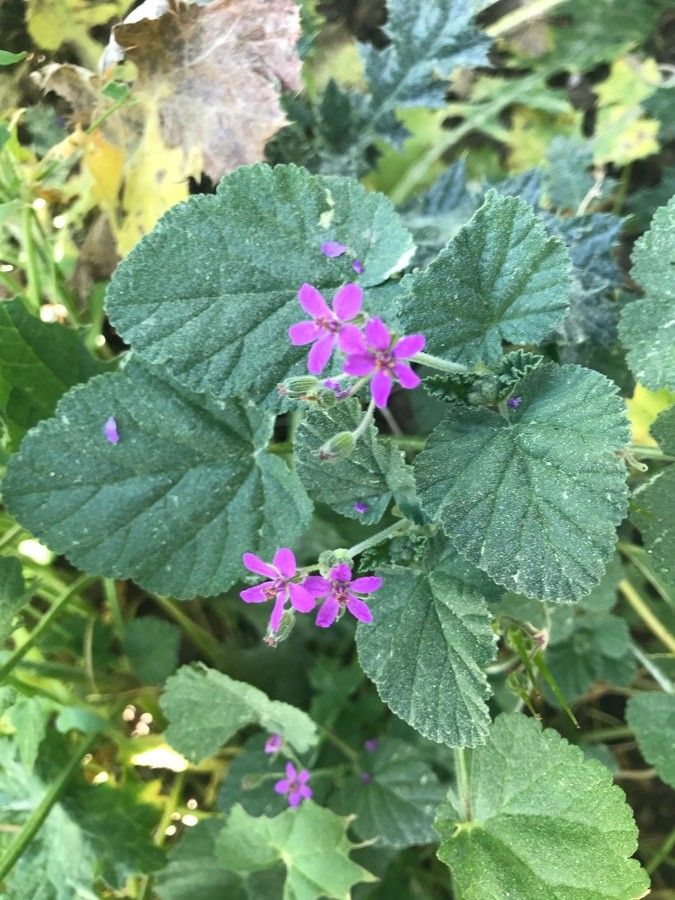 Erodium maritimum flower