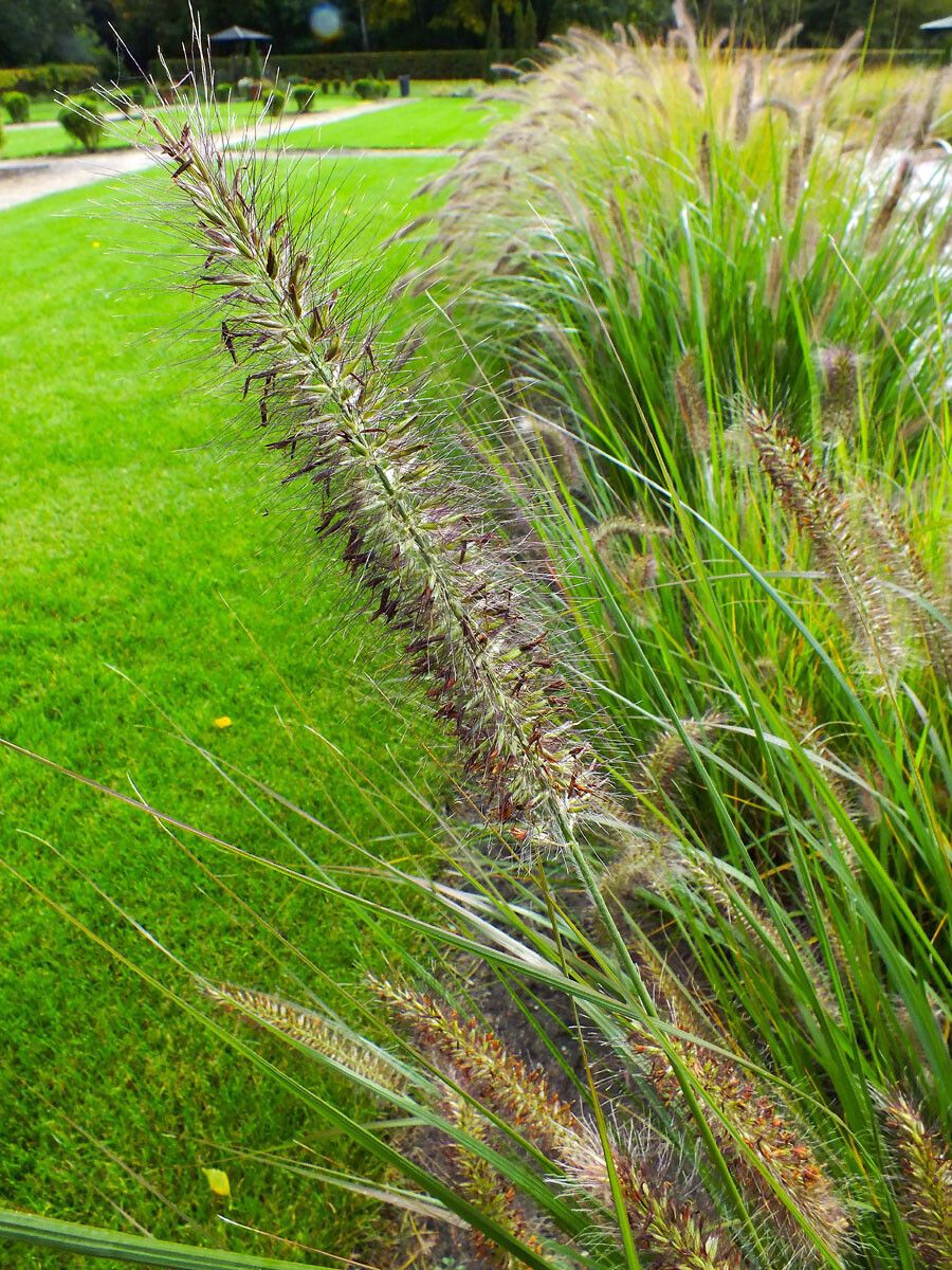 Cenchrus alopecuroides fruit