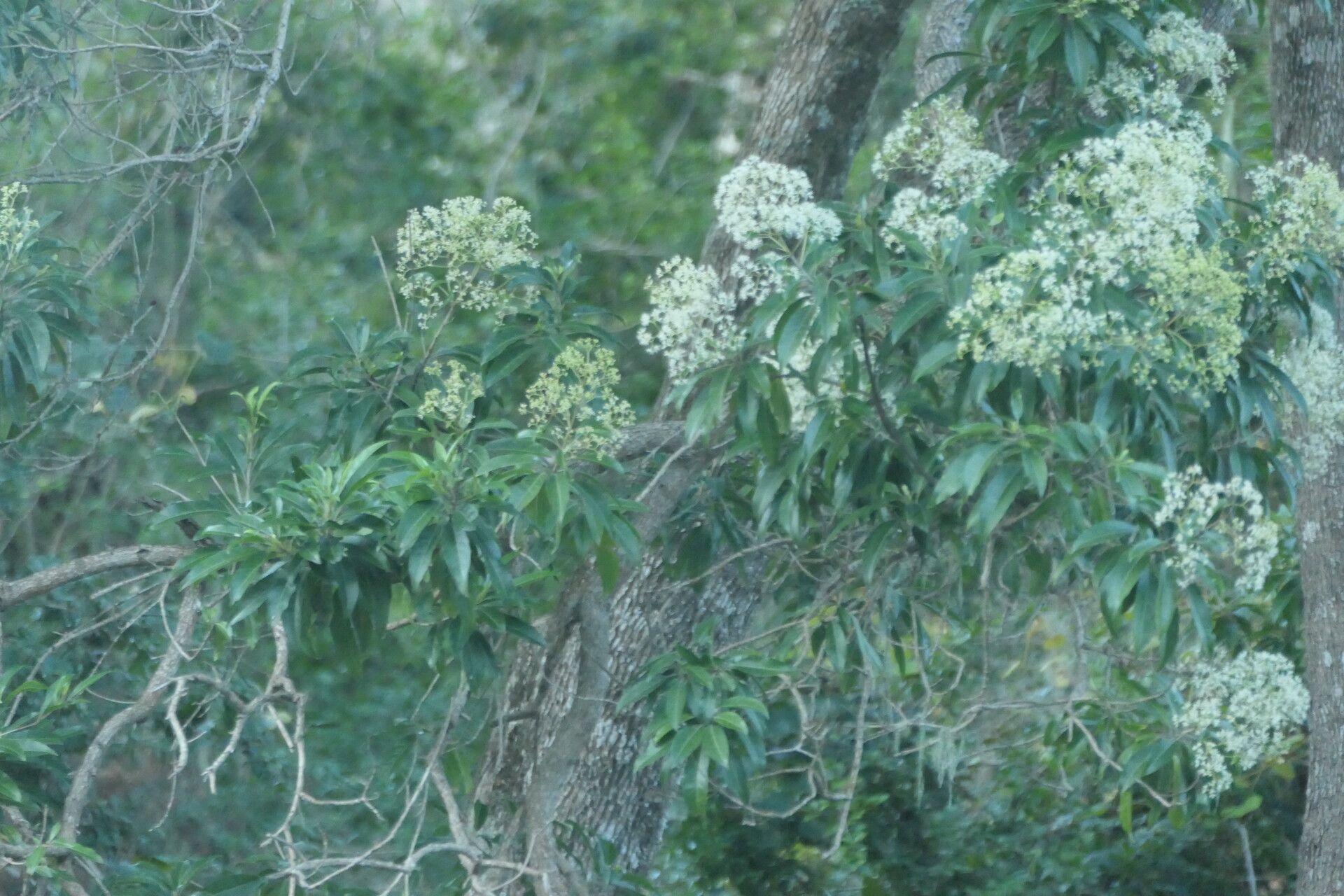 Nuxia floribunda leaf