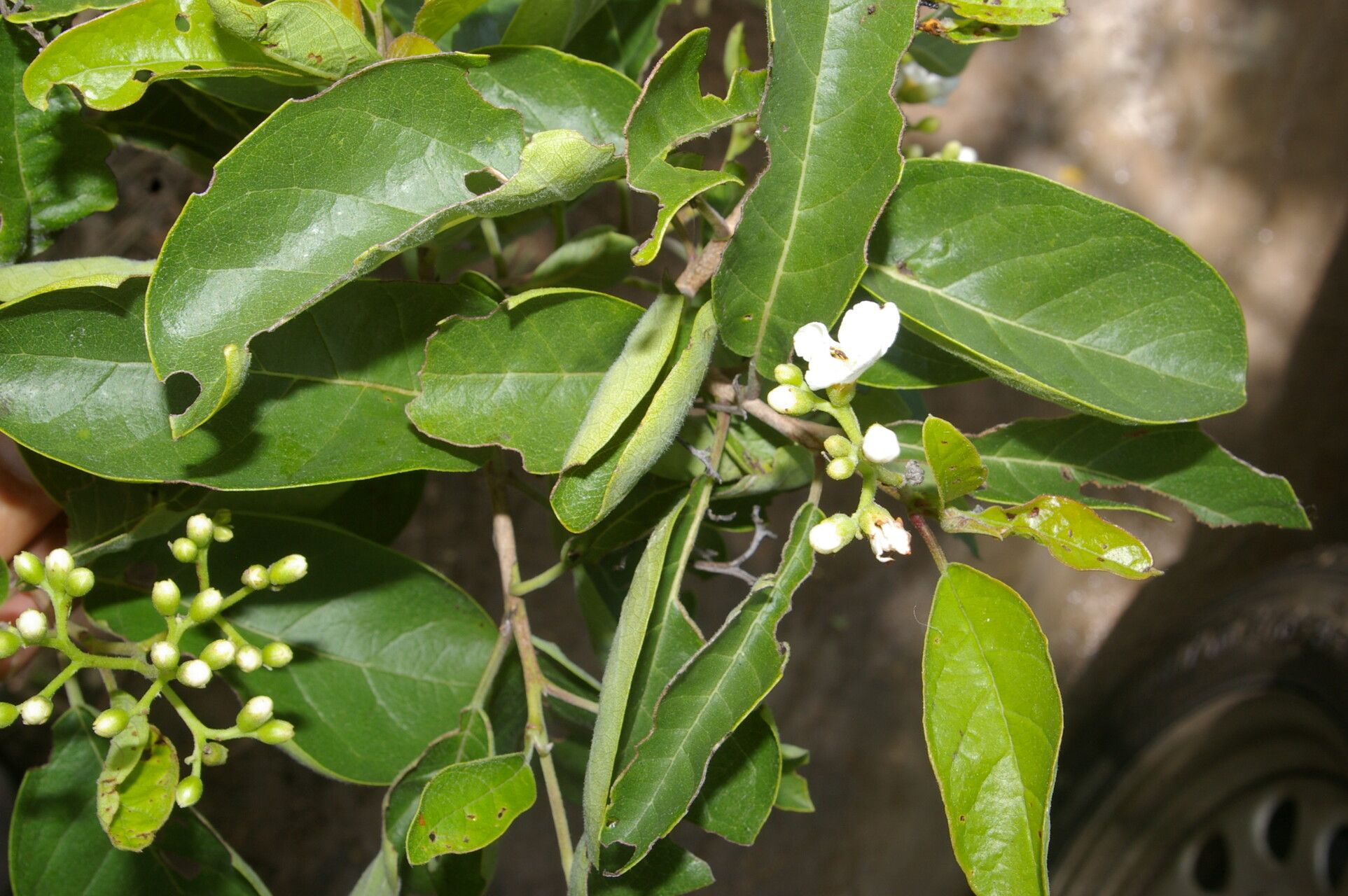 Bourreria andrieuxii flower