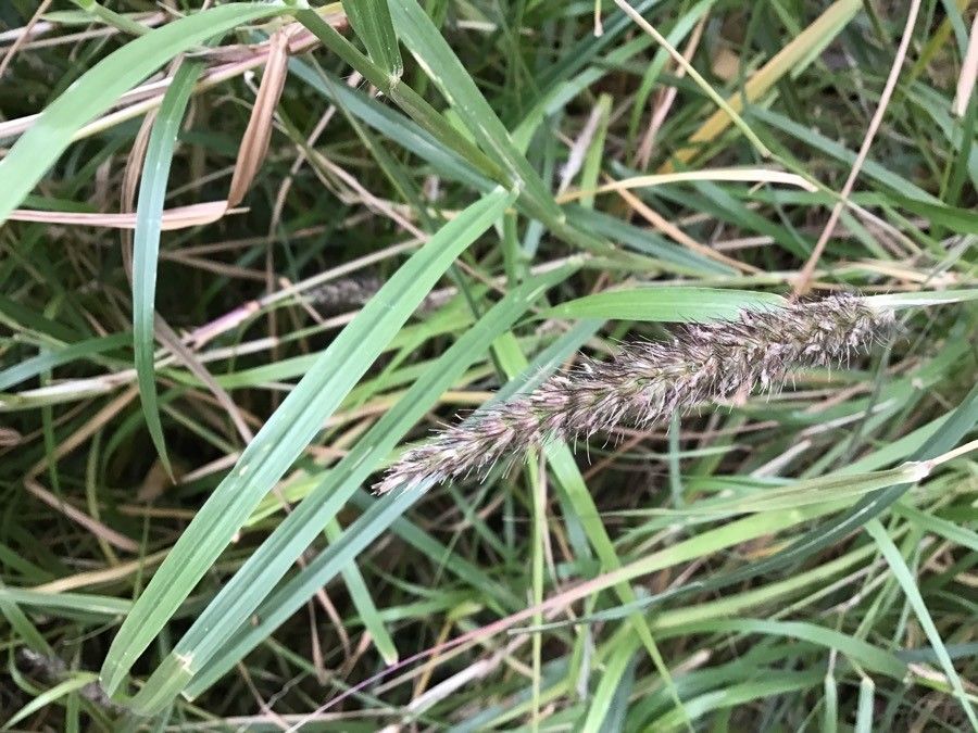 Cenchrus ciliaris fruit