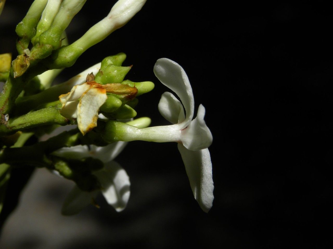 Ochrosia borbonica flower