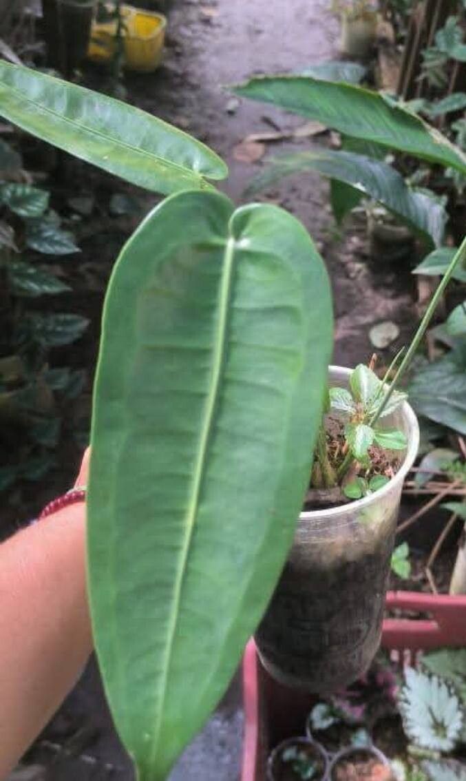 Anthurium timplowmanii leaf