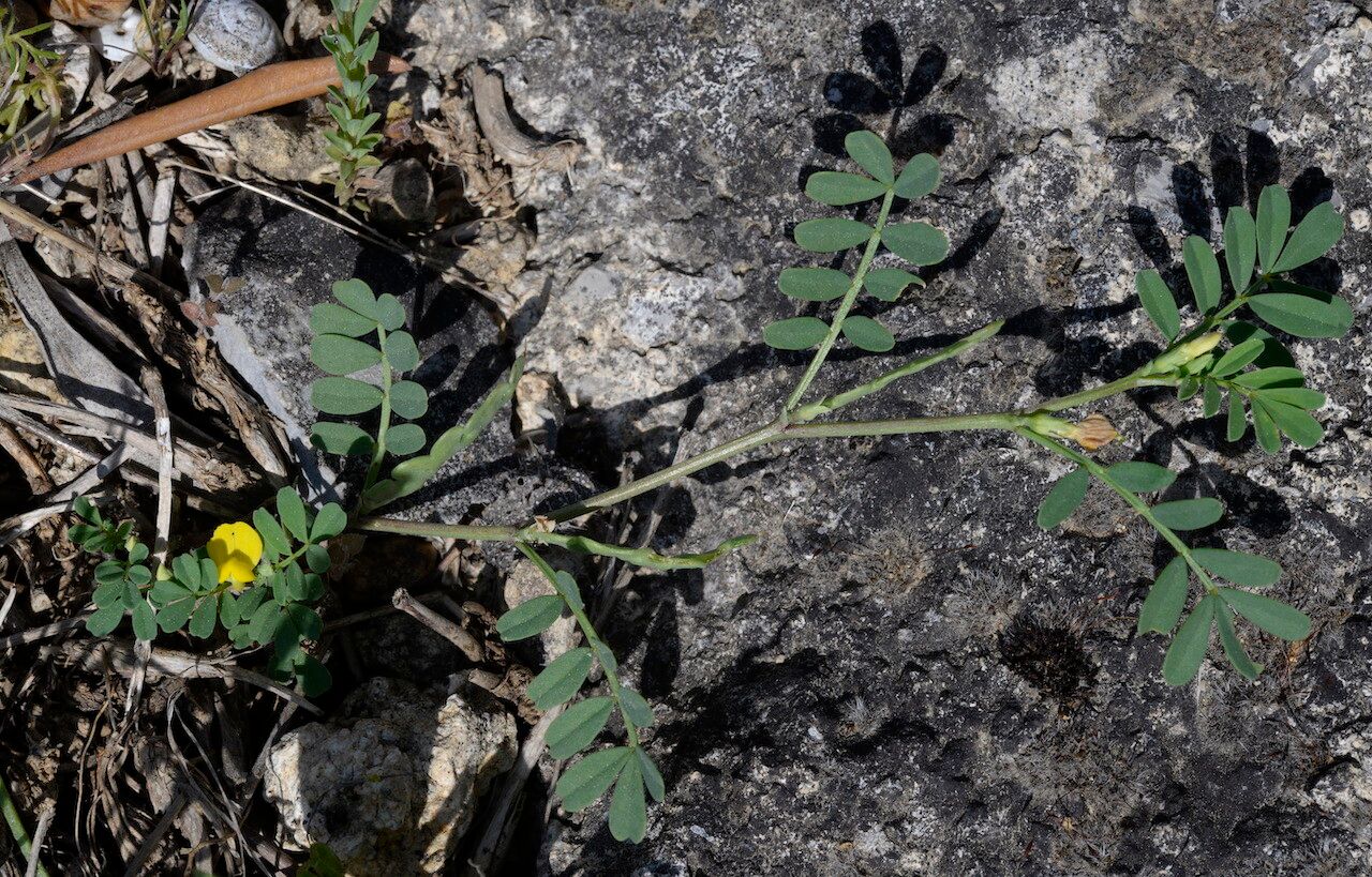 Hippocrepis unisiliquosa — search result for 'Hippocrepis'